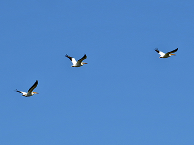 American White Pelicans Photo by Keith Watson